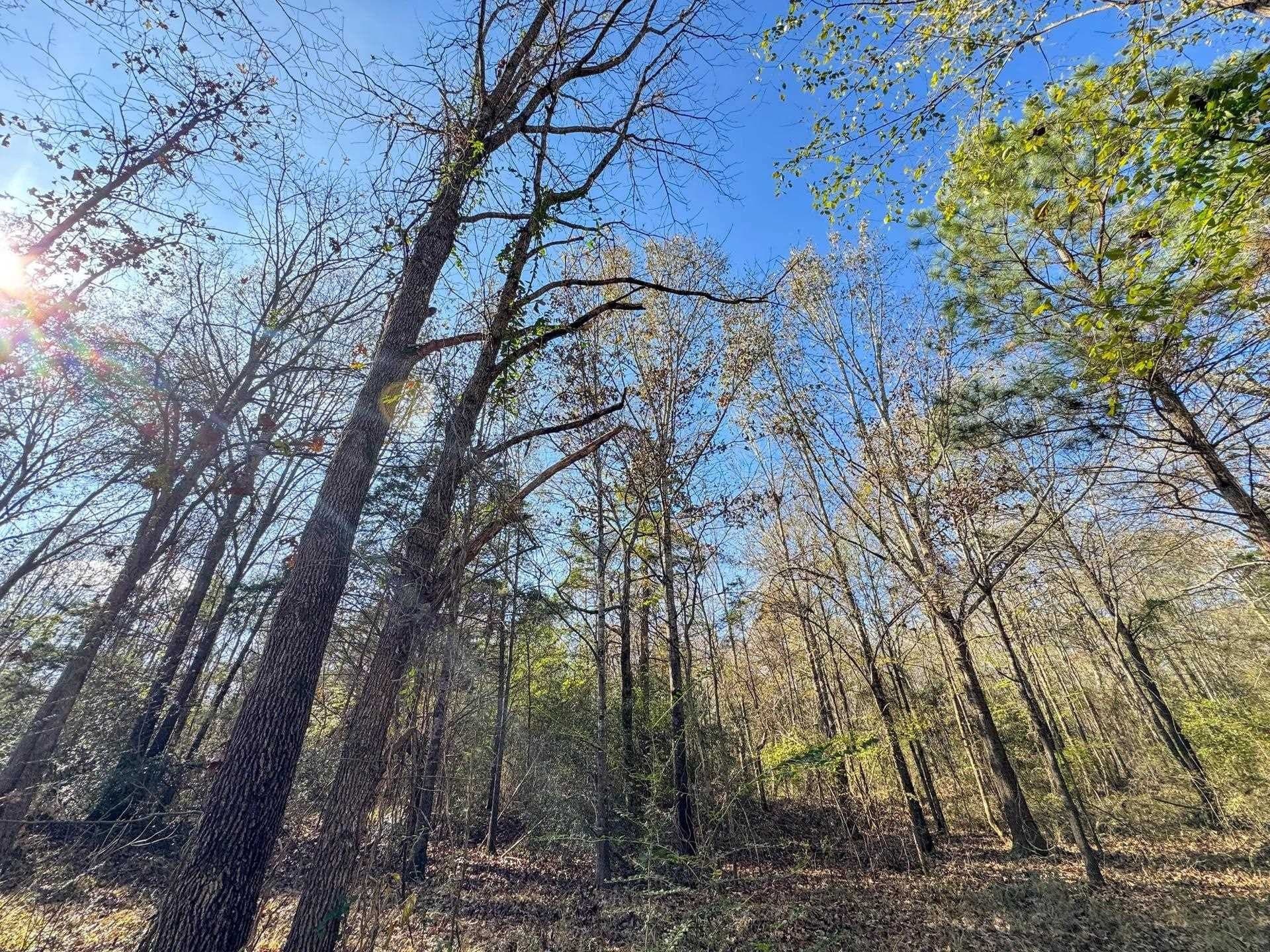 13.66 acres in Cass County gallery image 4