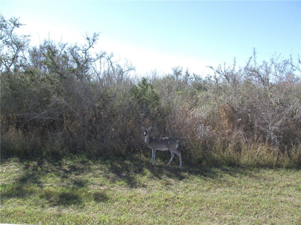0.49 acres in Live Oak County - photo 8
