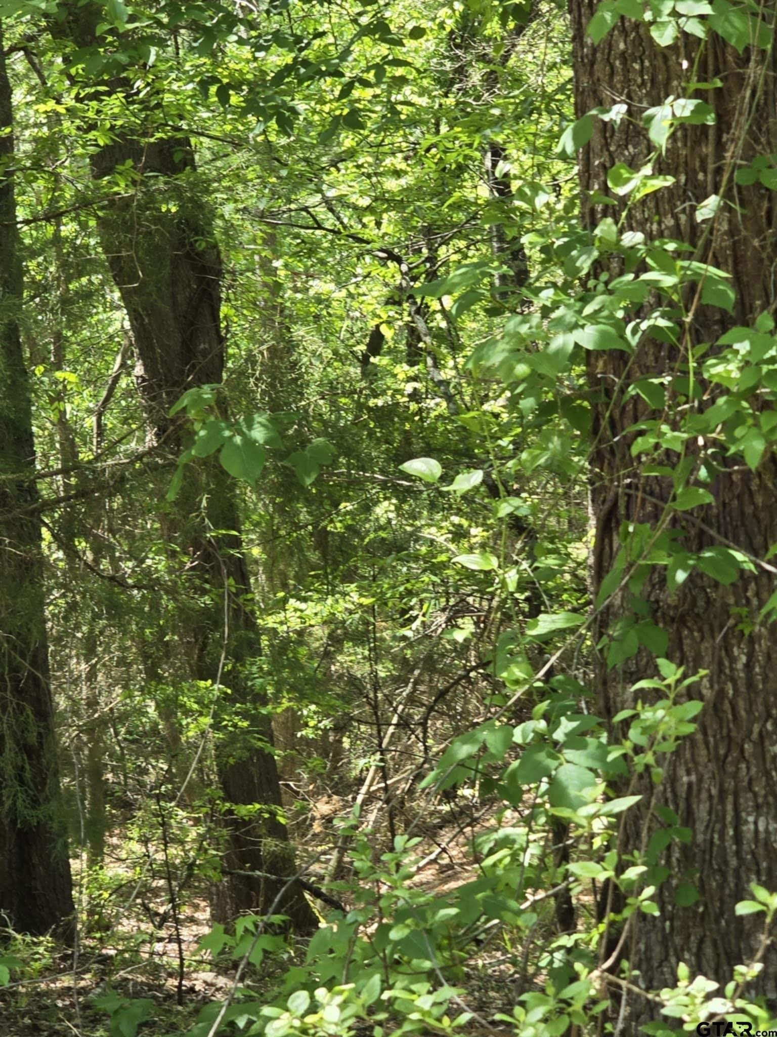 5 acres in Smith County - photo 15