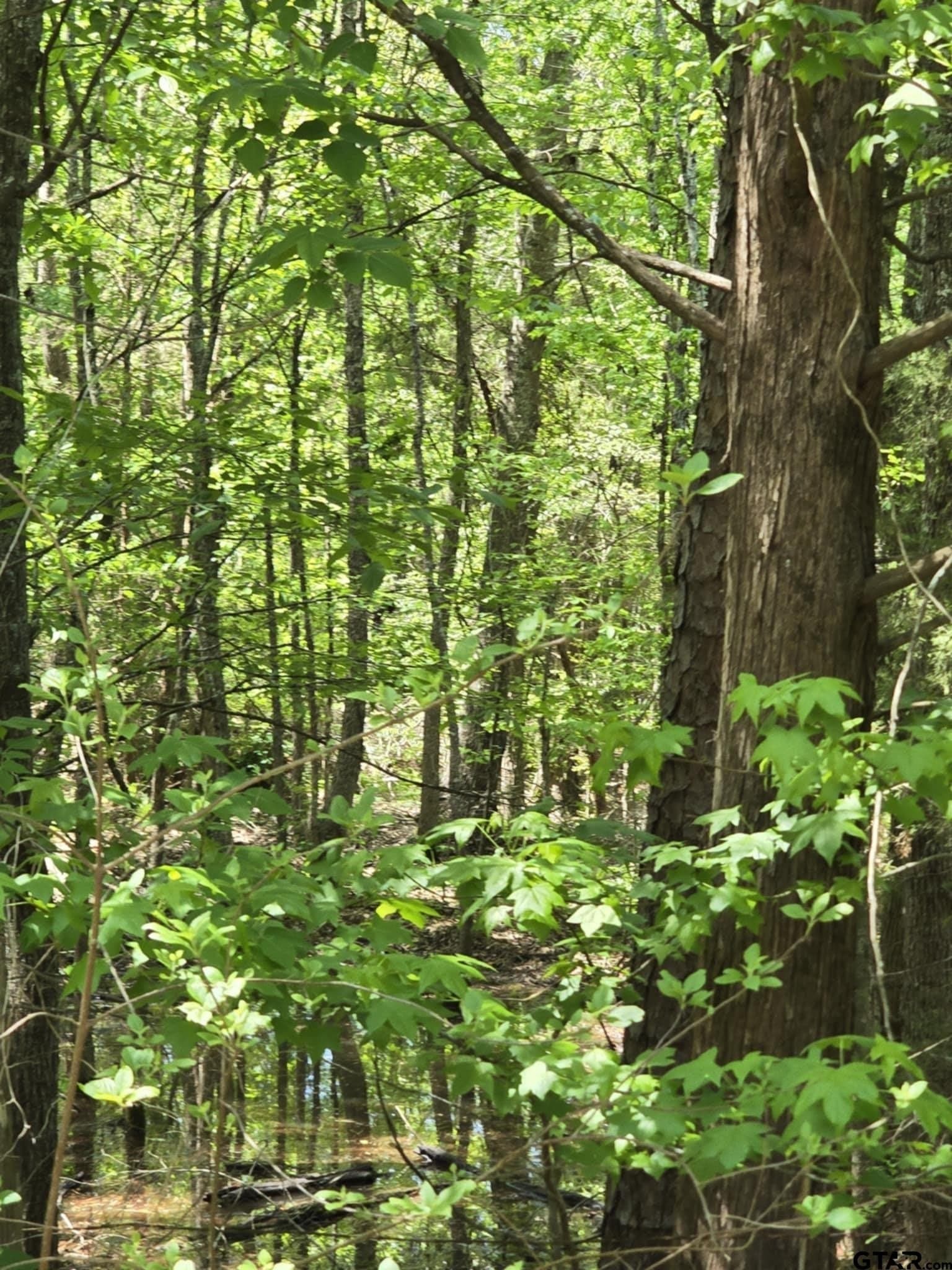5 acres in Smith County gallery image 2