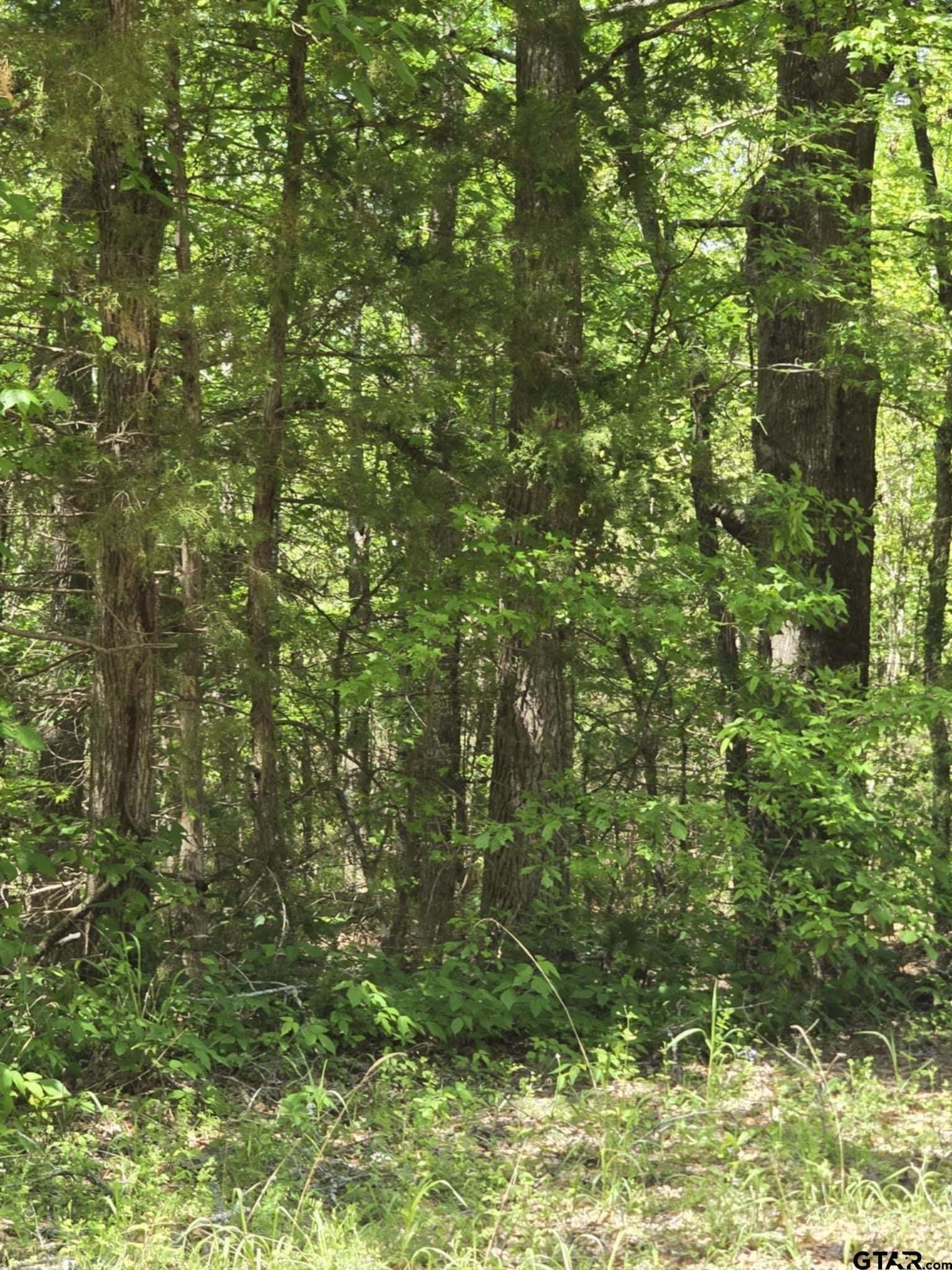 5 acres in Smith County gallery image 4