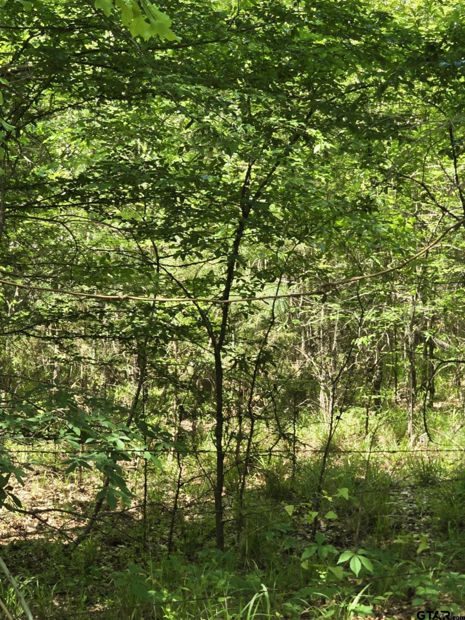 5 acres in Smith County - photo 14