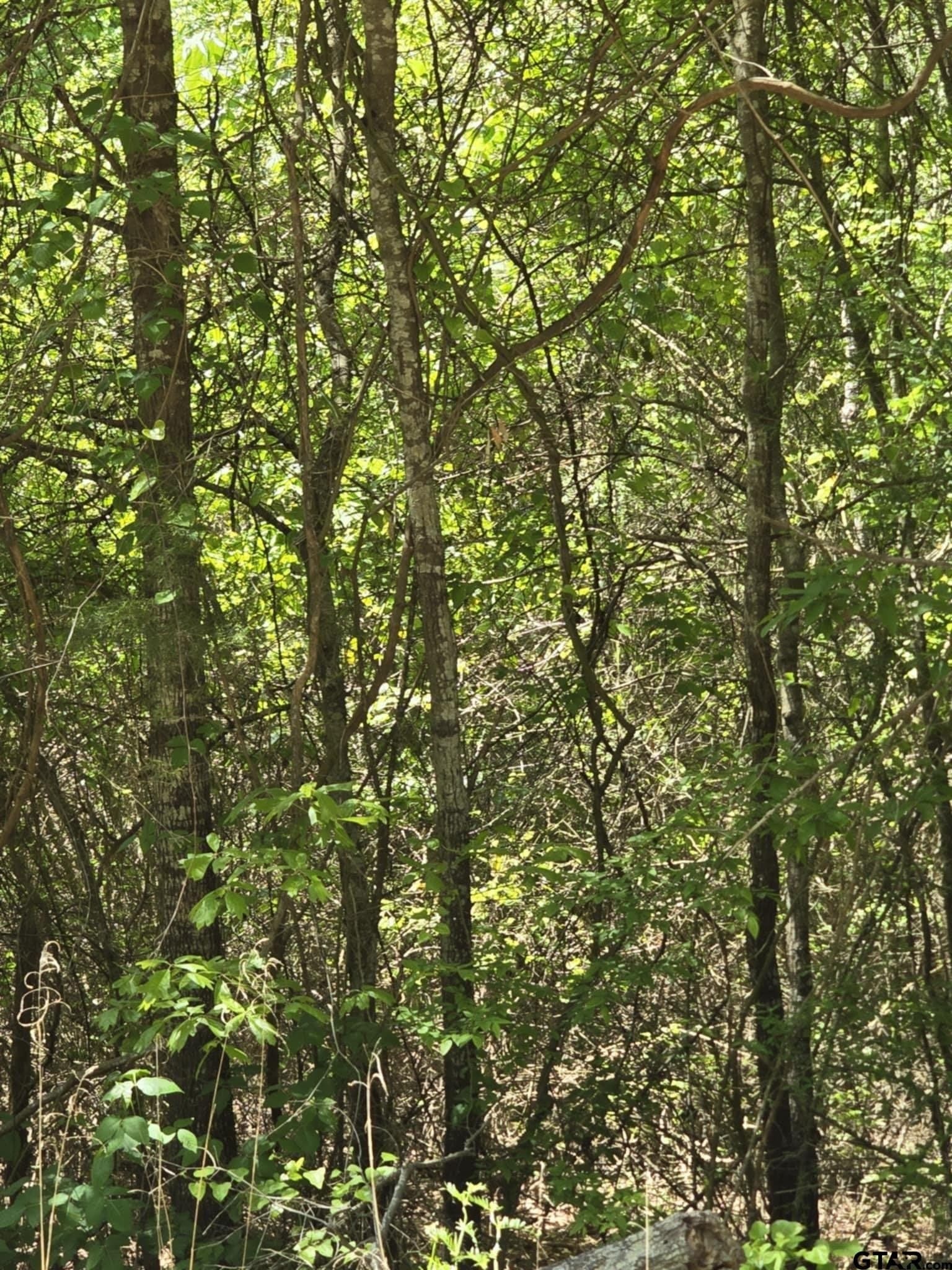 5 acres in Smith County - photo 6