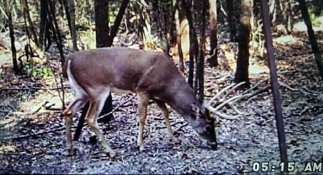 10 acres in Henderson County - photo 26