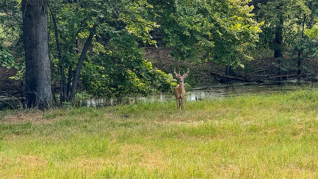 12.06 acres in Henderson County - photo 8