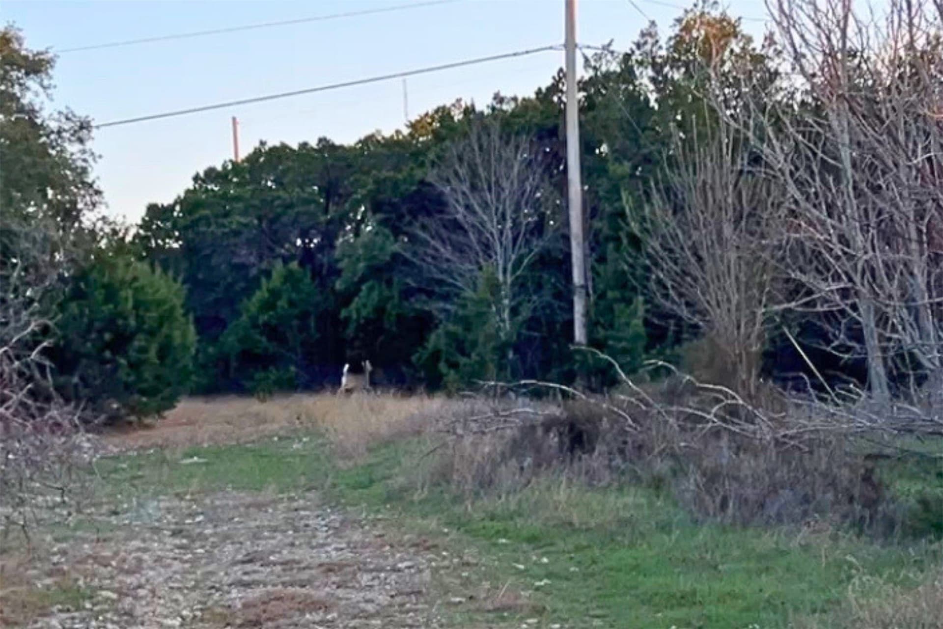 32.5 acres in Coryell County - photo 6