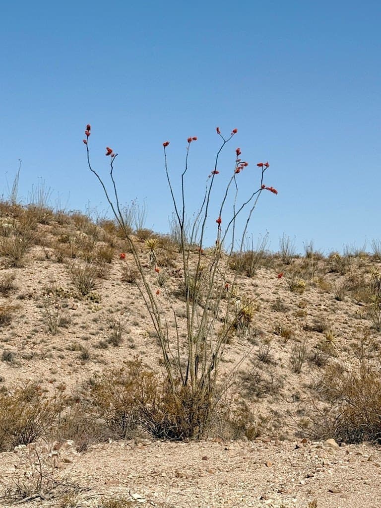 475 acres in Texas County gallery image 2