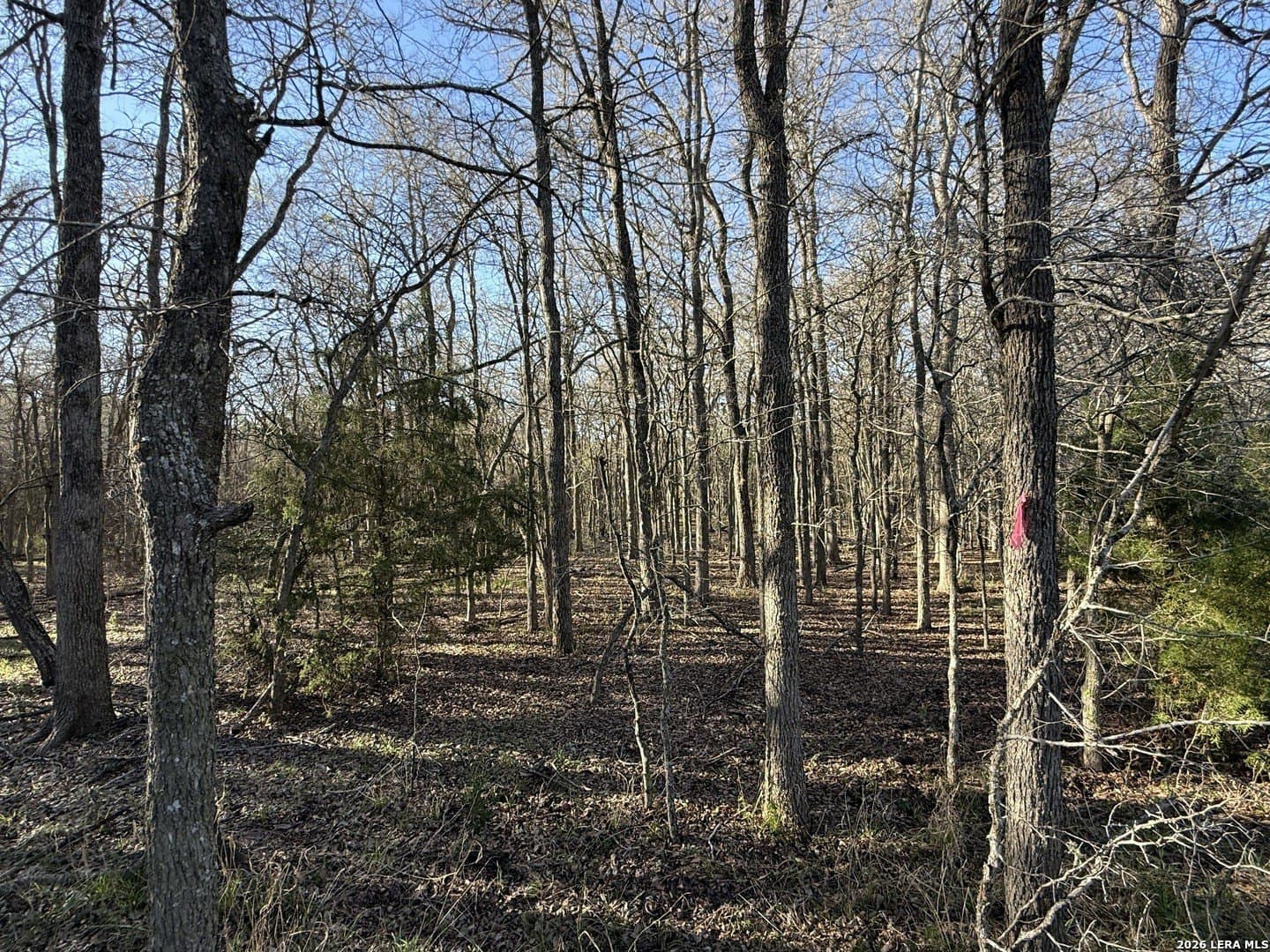 29.5 acres in Guadalupe County - photo 20