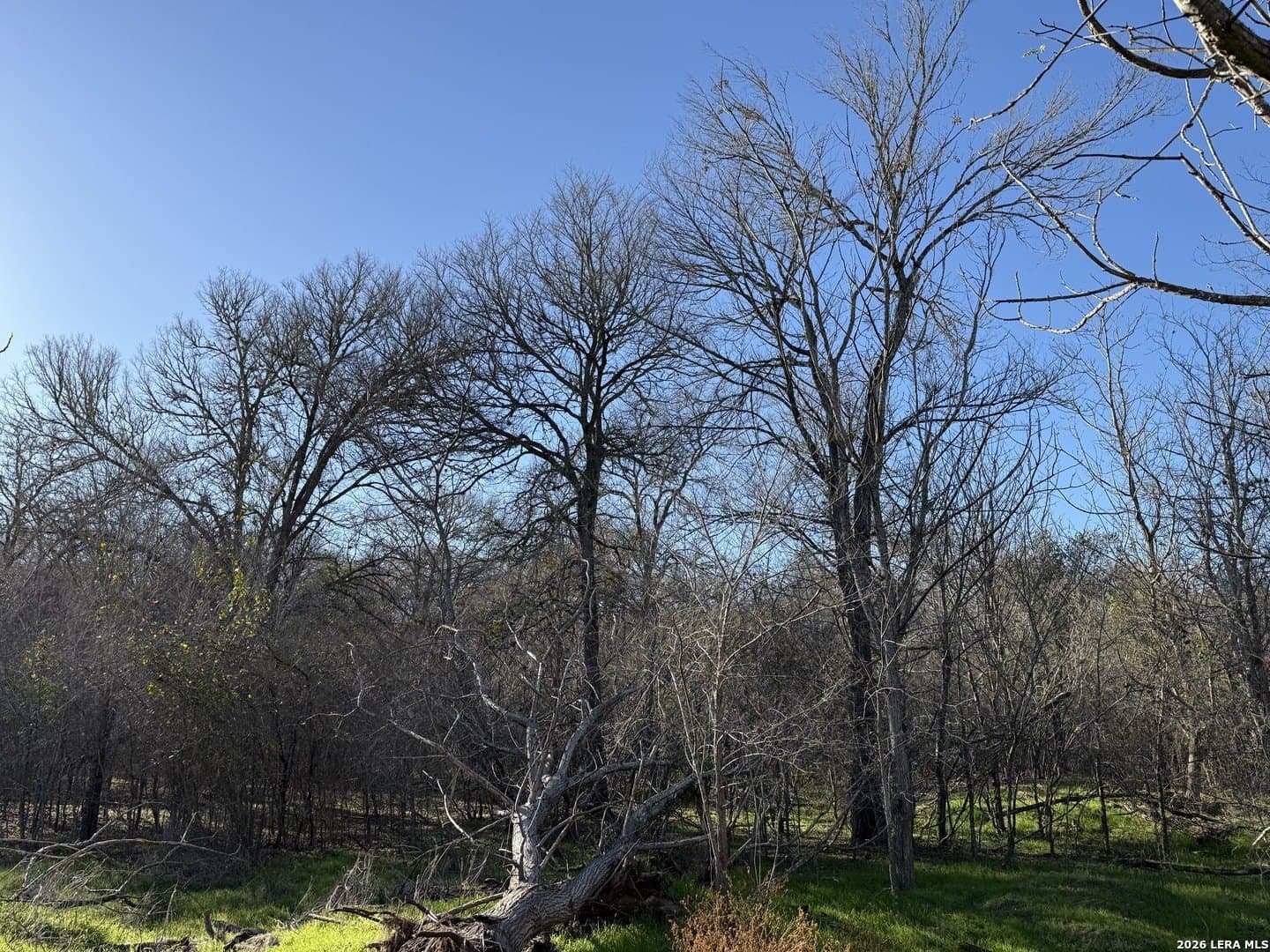 29.5 acres in Guadalupe County - photo 16