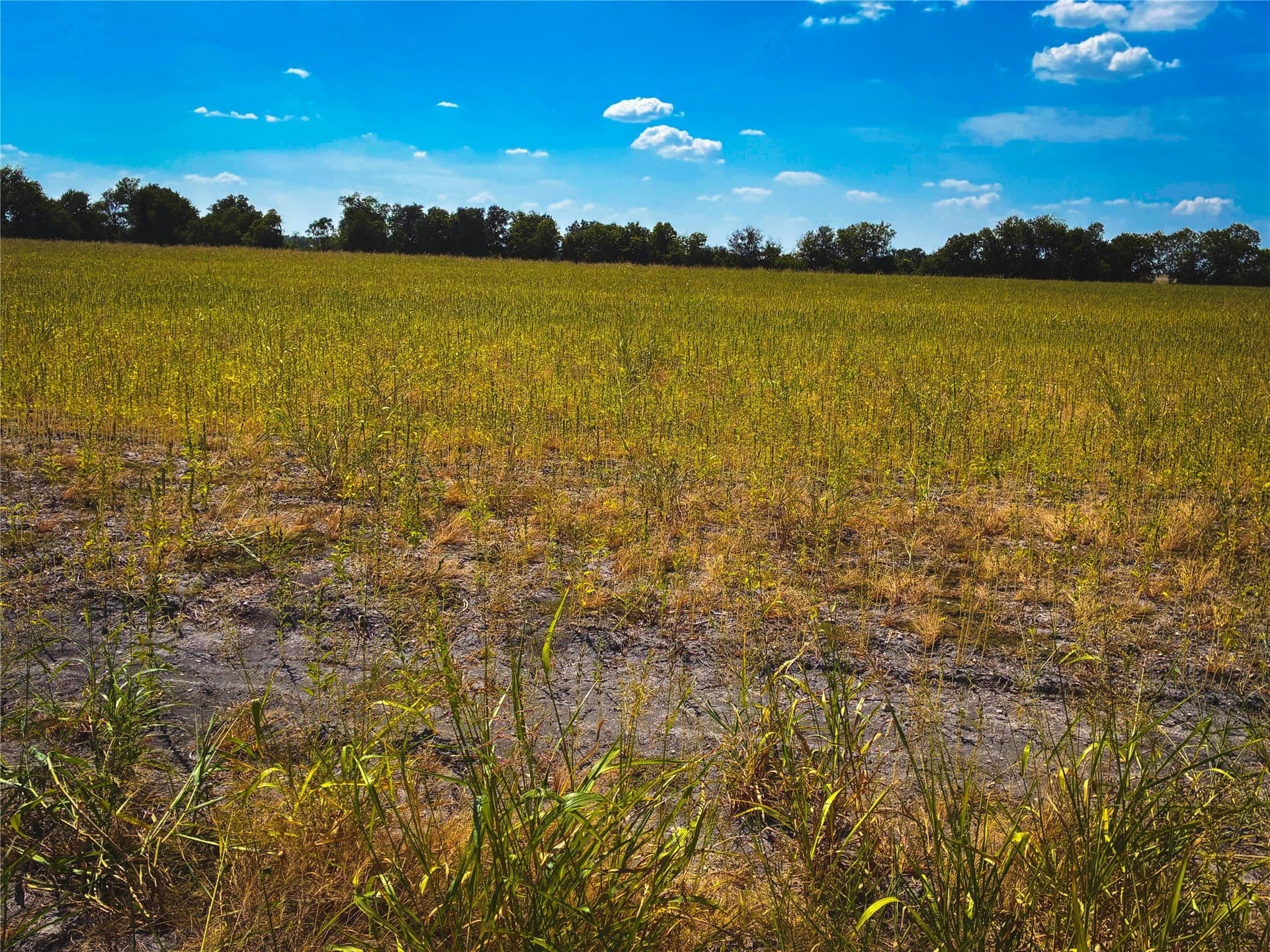 10.01 acres in Milam County - photo 4