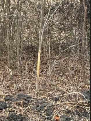 10.01 acres in Milam County - photo 5