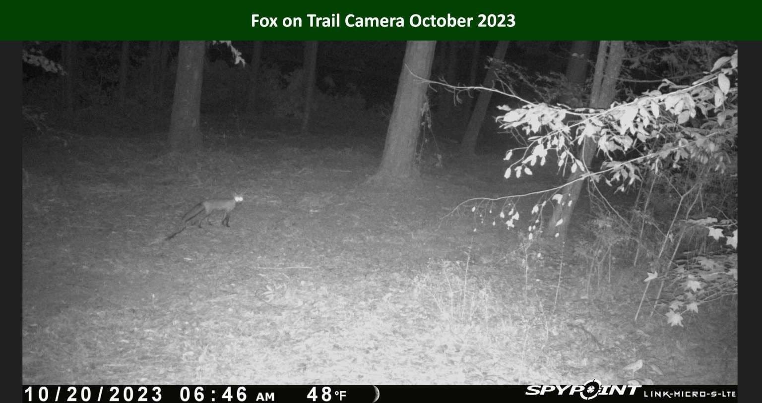 47.75 acres in Tyler County - photo 33