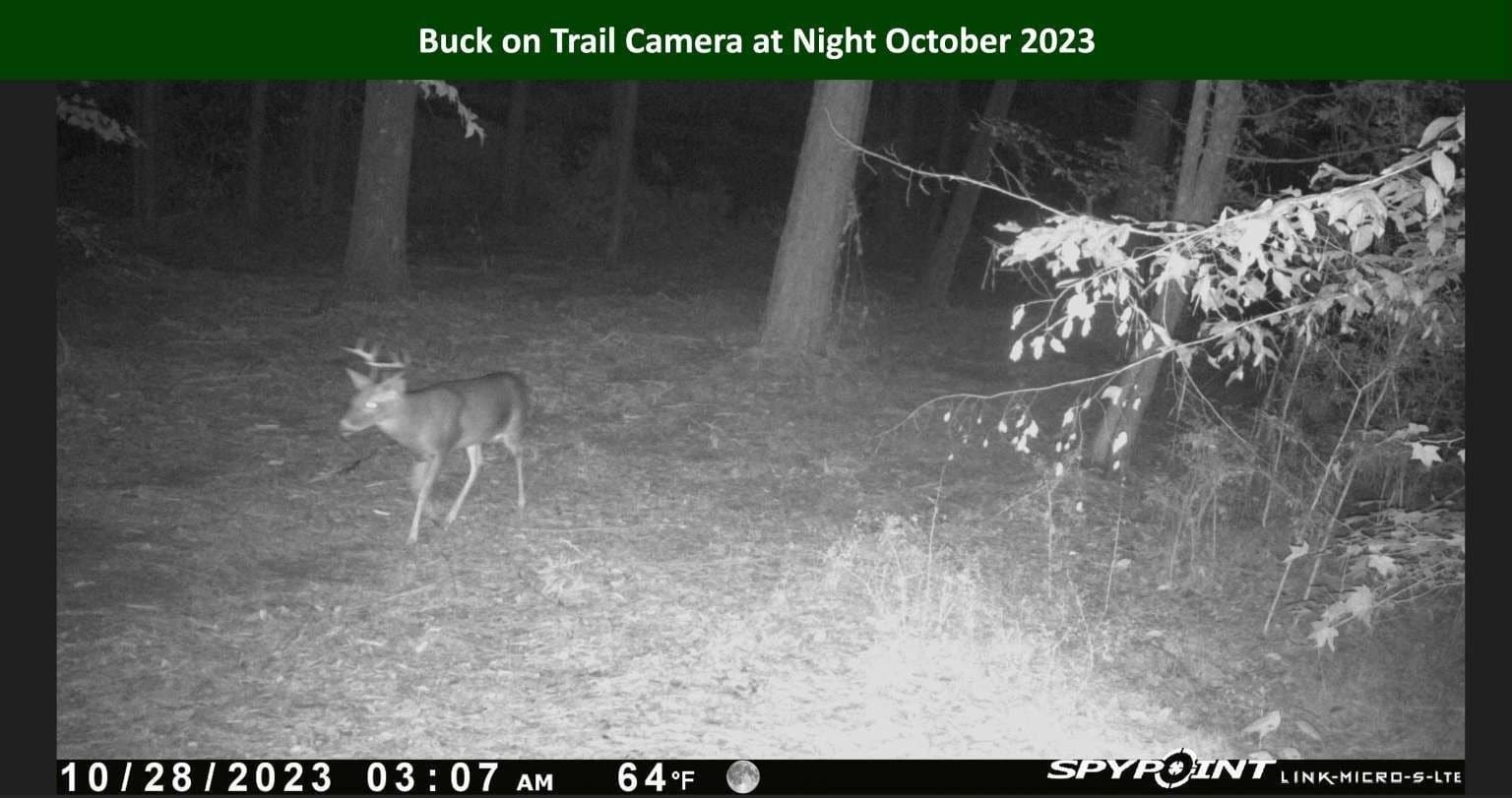 47.75 acres in Tyler County - photo 31