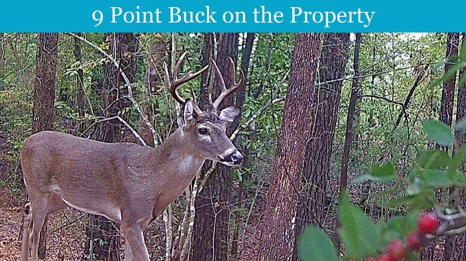 47.75 acres in Tyler County - photo 3