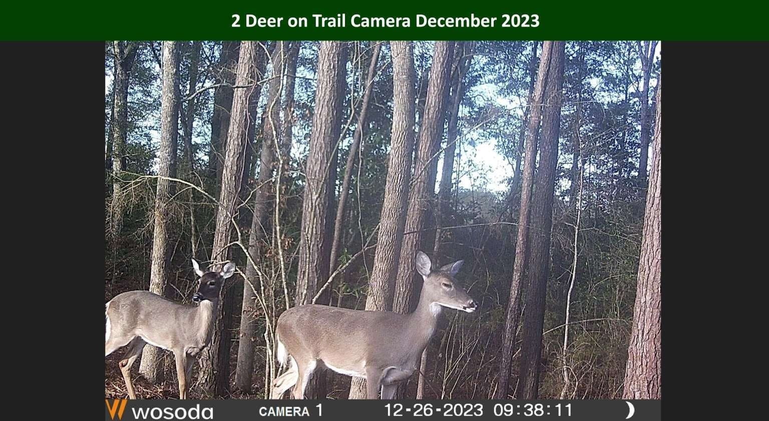 47.75 acres in Tyler County - photo 30