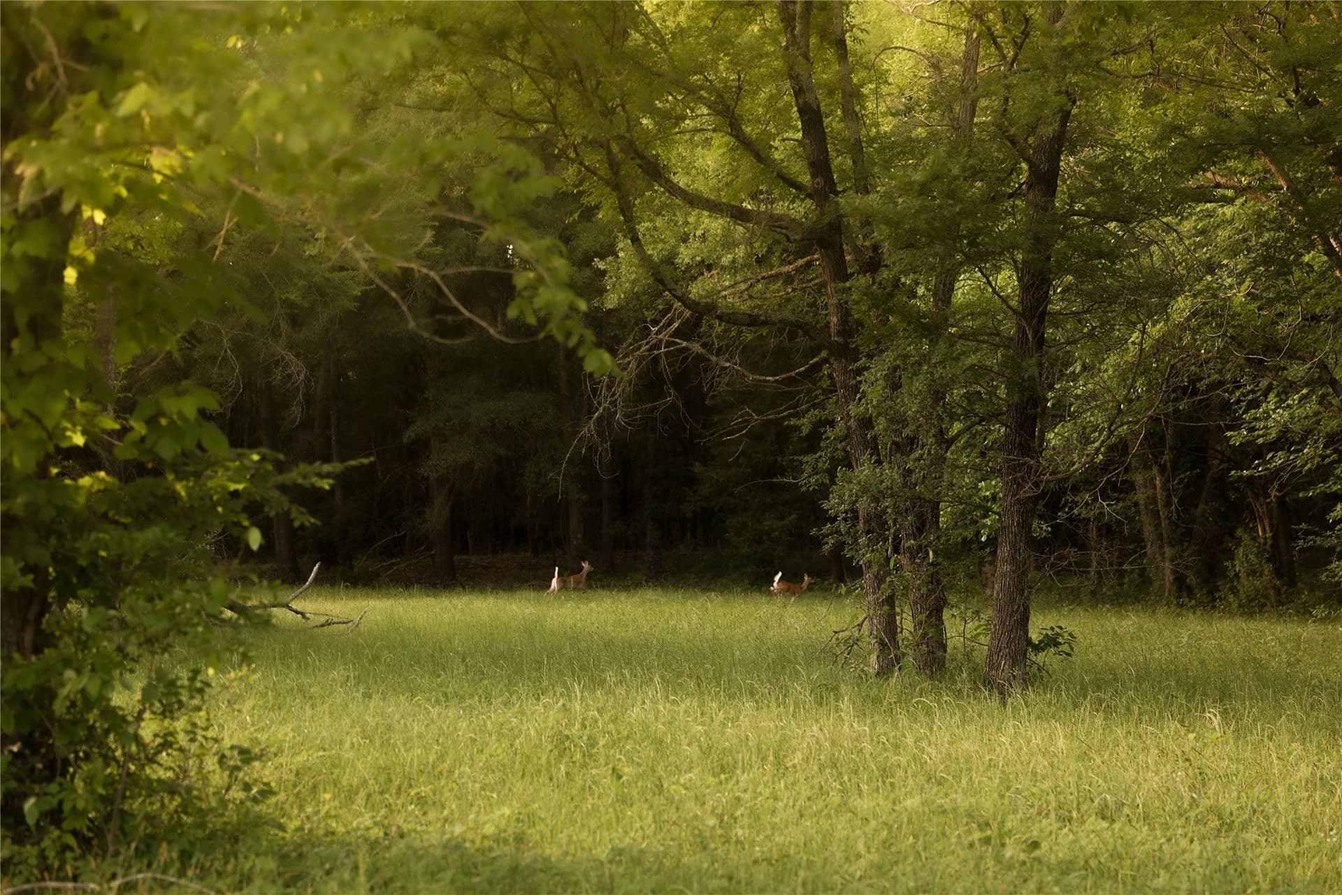 22.12 acres in Fannin County - photo 30