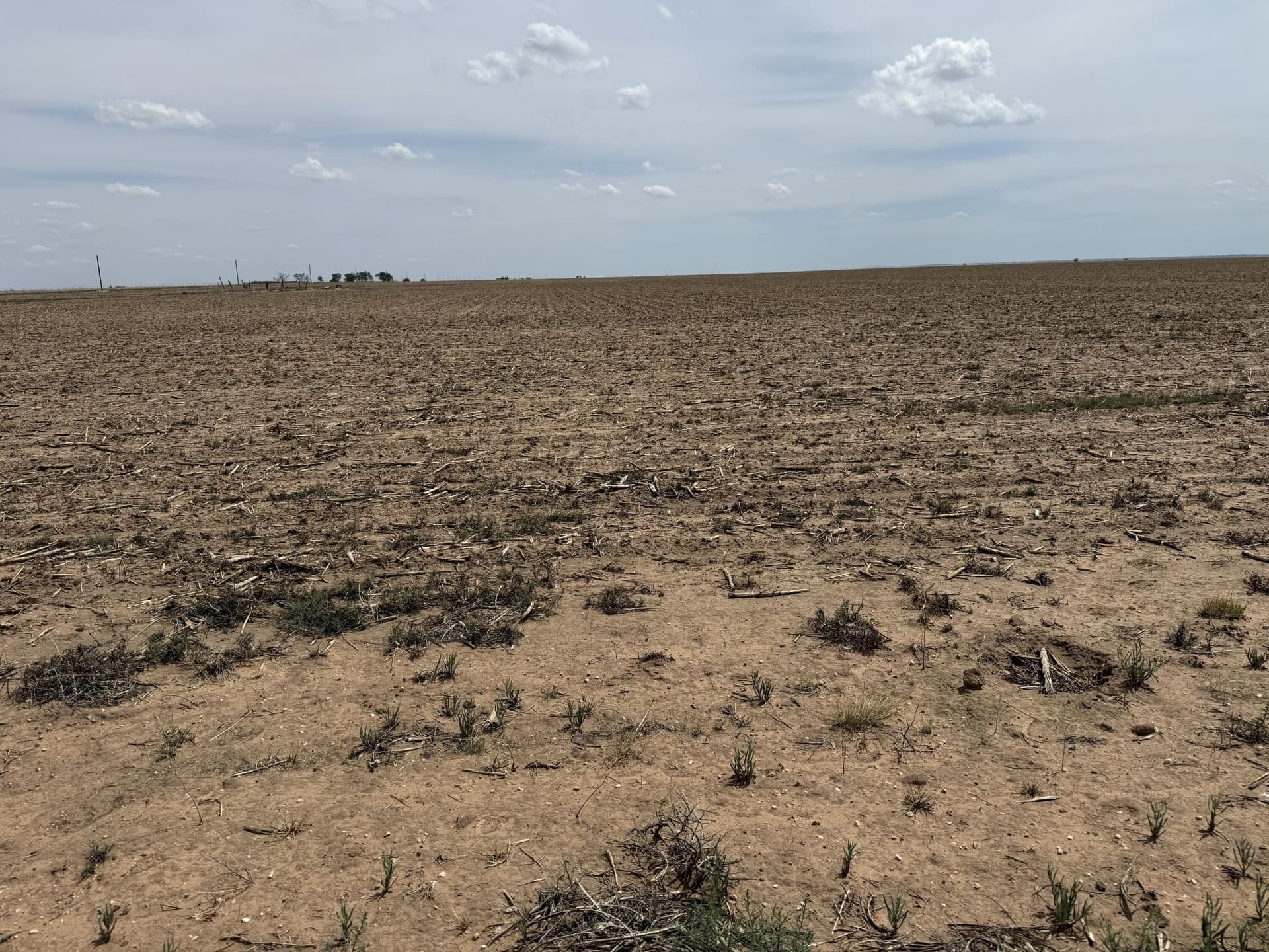 265.65 acres in Lamb County gallery image 2
