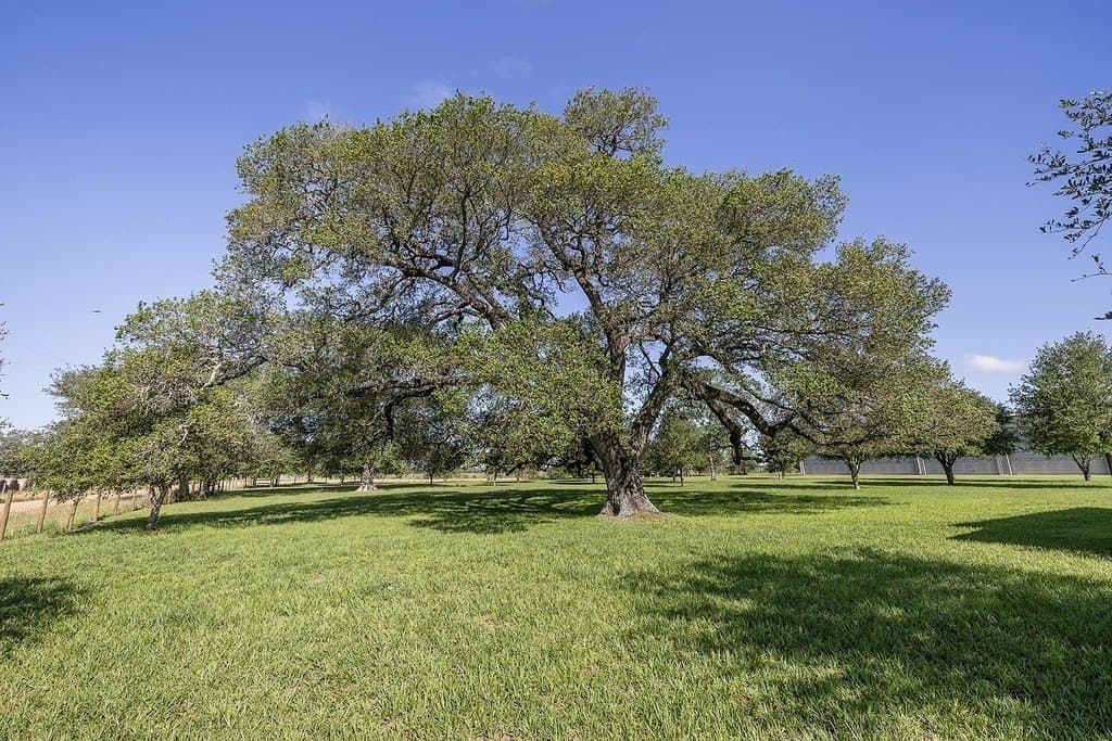 11.92 acres in Colorado County - photo 16