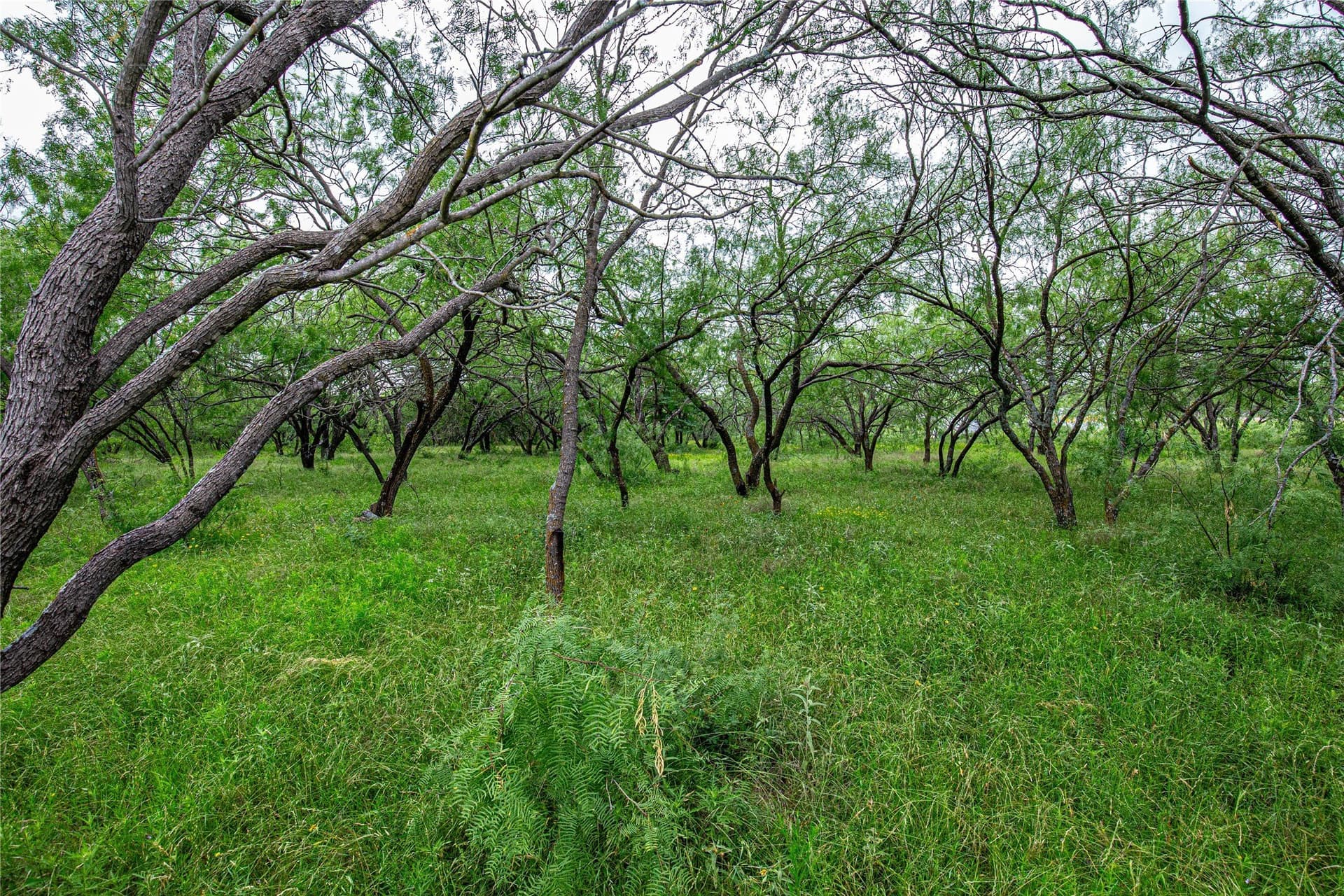 15 acres in McLennan County - photo 8