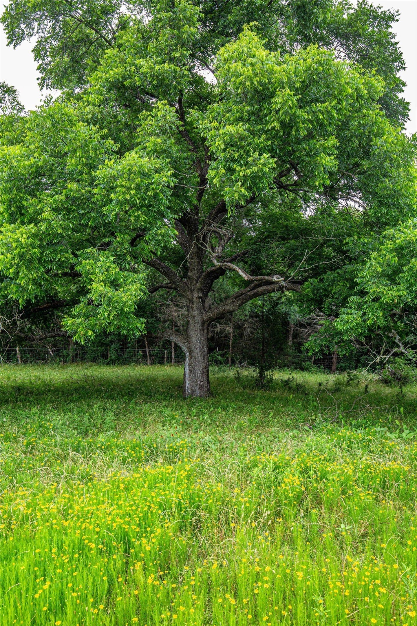 15 acres in McLennan County - photo 6