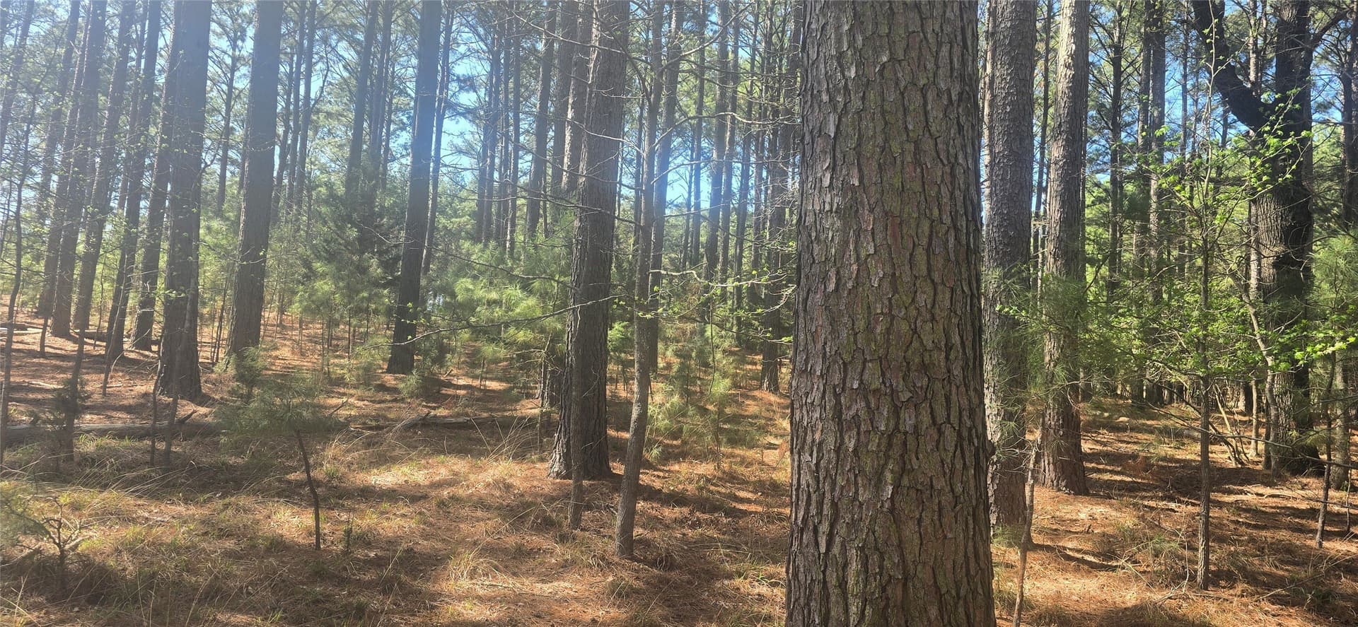 2.02 acres in Henderson County - photo 9