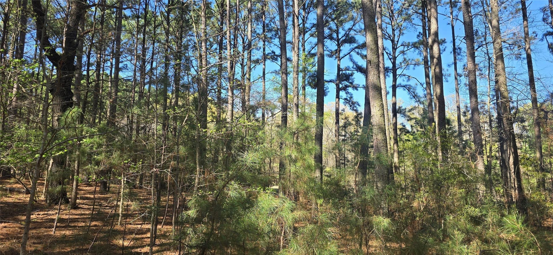 2.02 acres in Henderson County - photo 10
