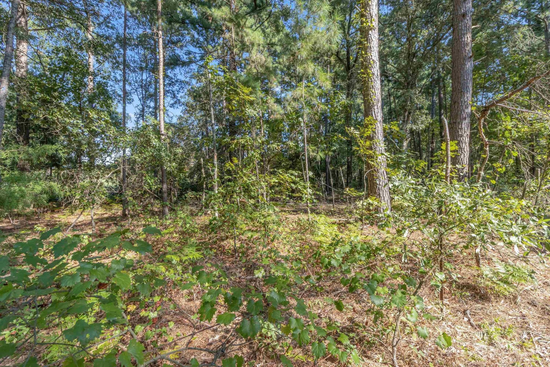1.81 acres in Upshur County gallery image 3
