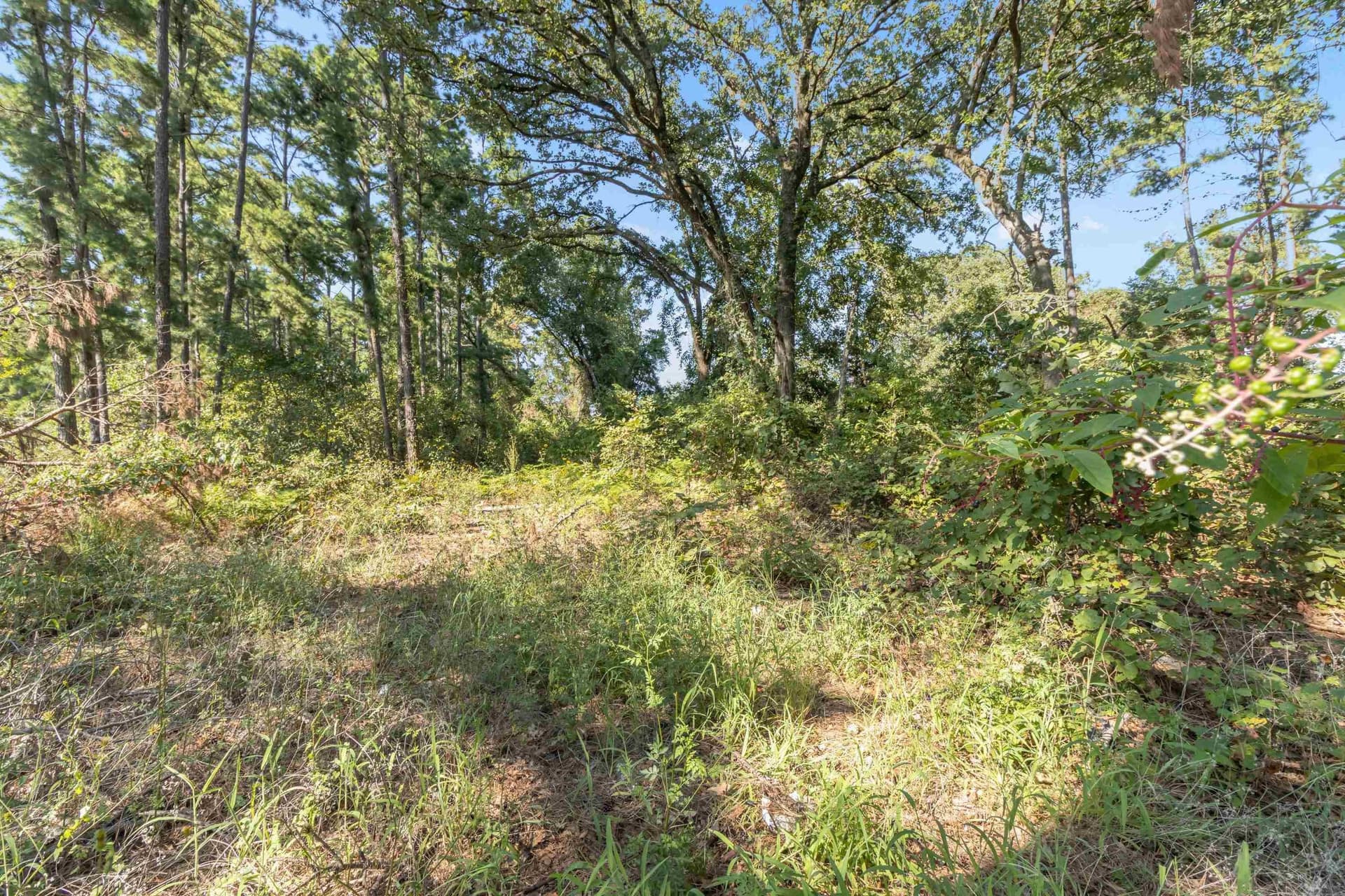 1.81 acres in Upshur County - photo 15