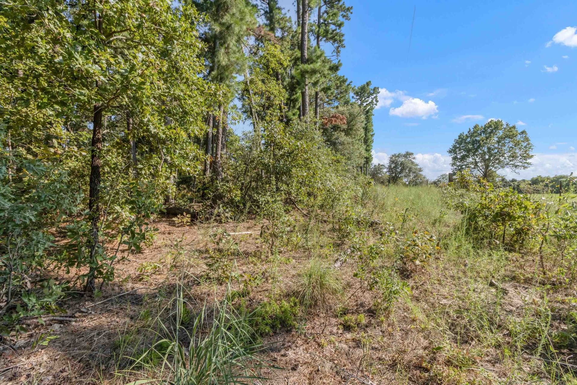 1.81 acres in Upshur County gallery image 2