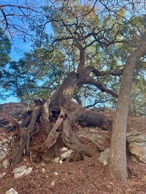 0.91 acres in Real County - photo 13