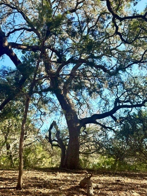 0.91 acres in Real County - photo 14
