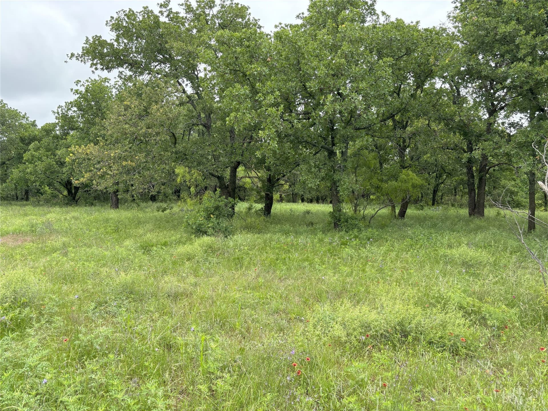 100.14 acres in Jack County - photo 9