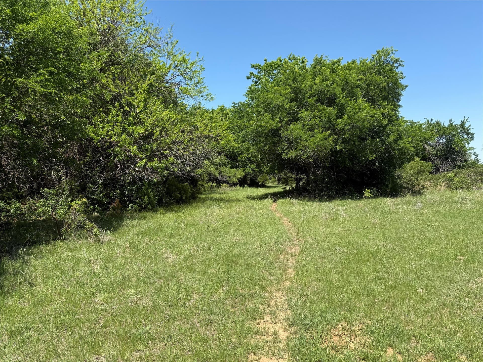 60 acres in Montague County gallery image 4