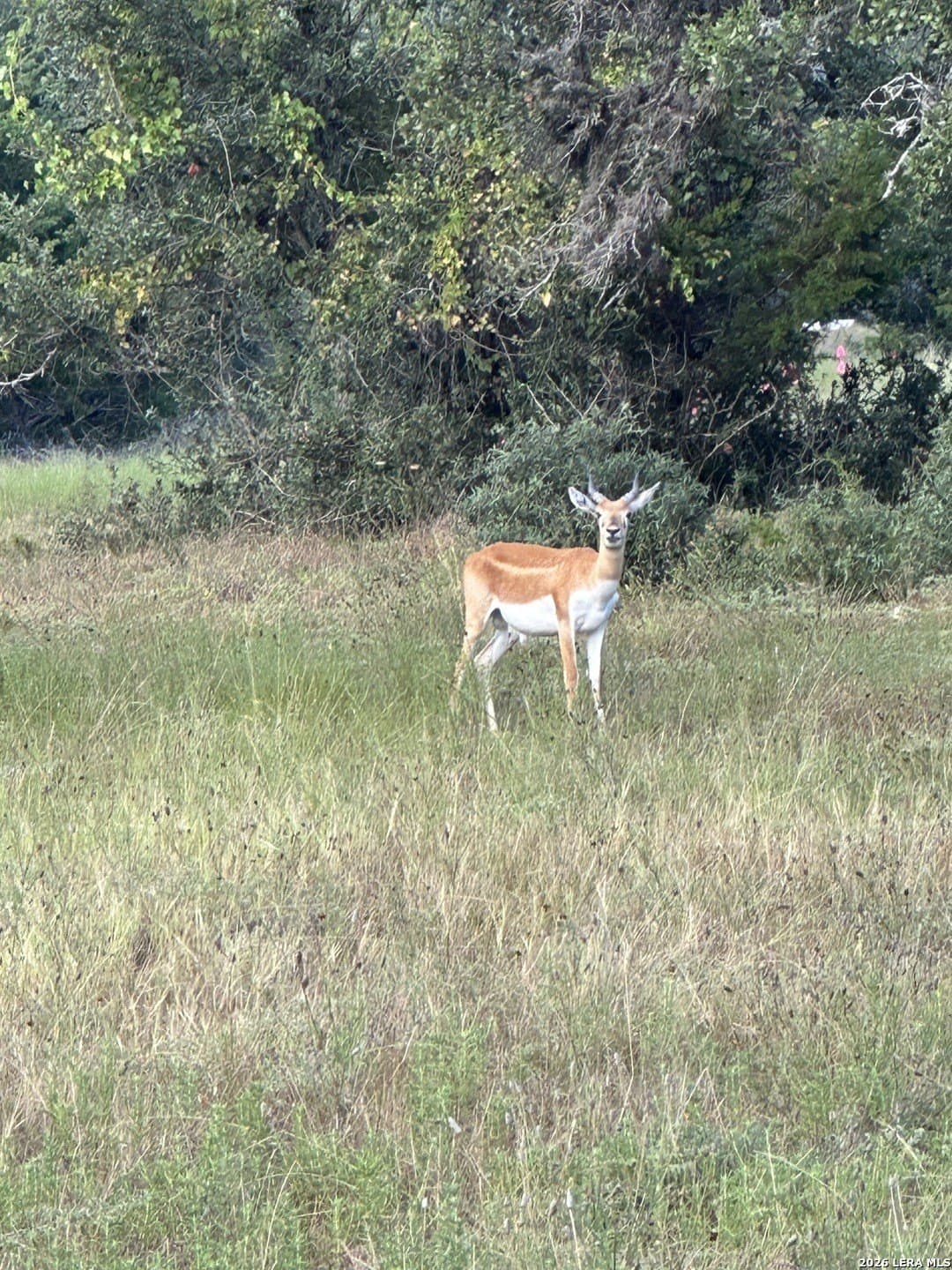 5 acres in Blanco County - photo 30