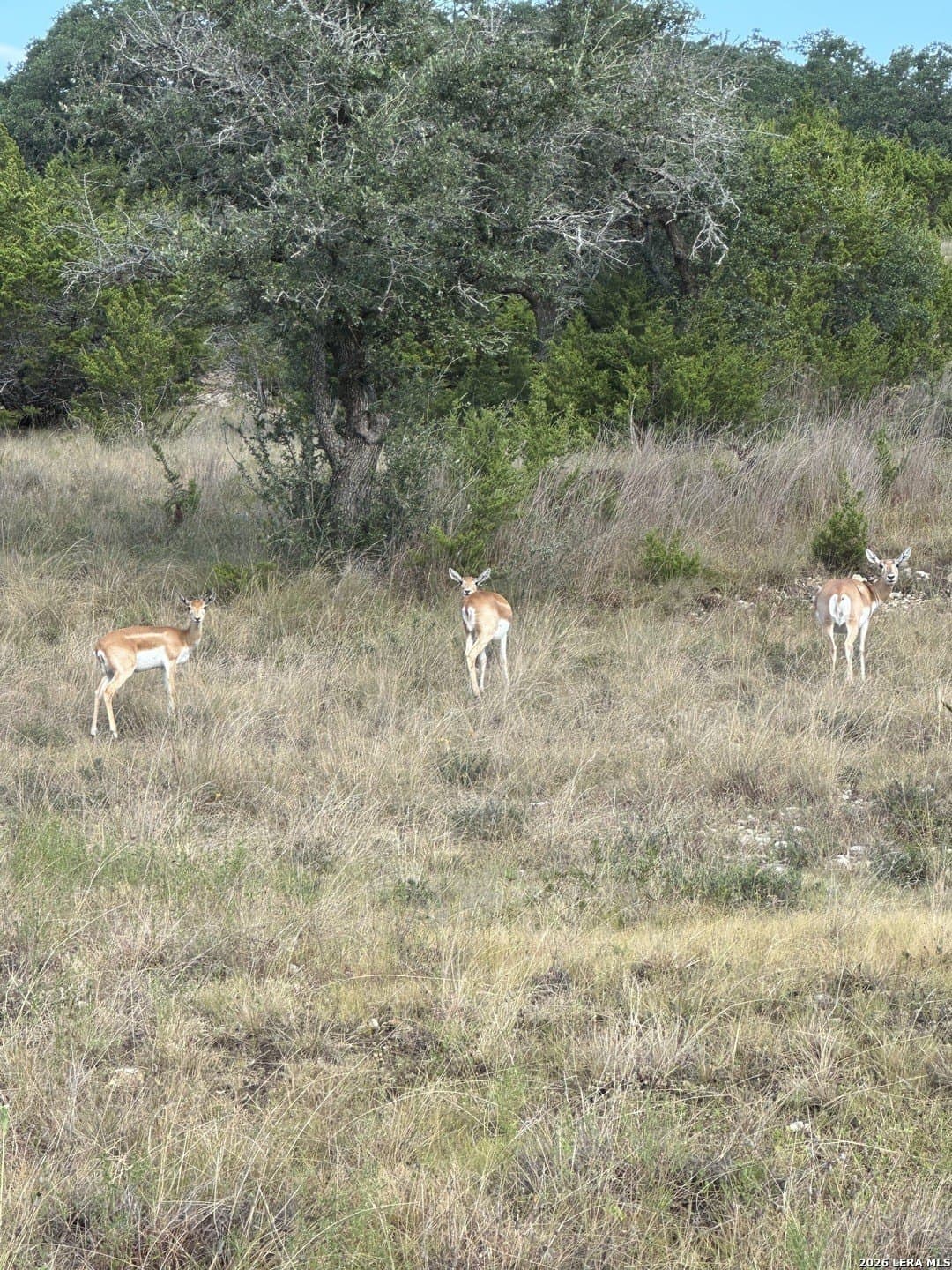5 acres in Blanco County - photo 28
