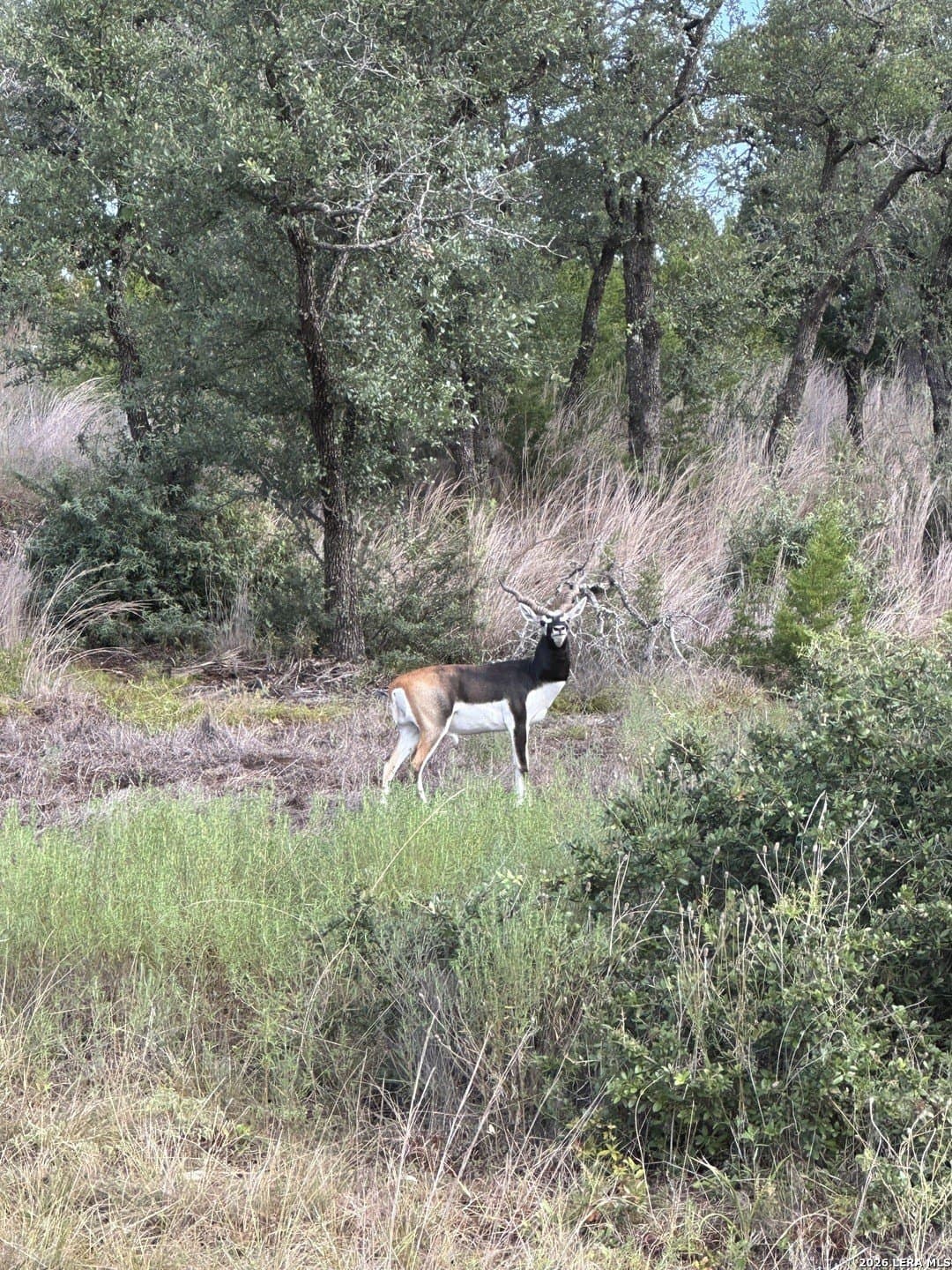 5 acres in Blanco County - photo 32