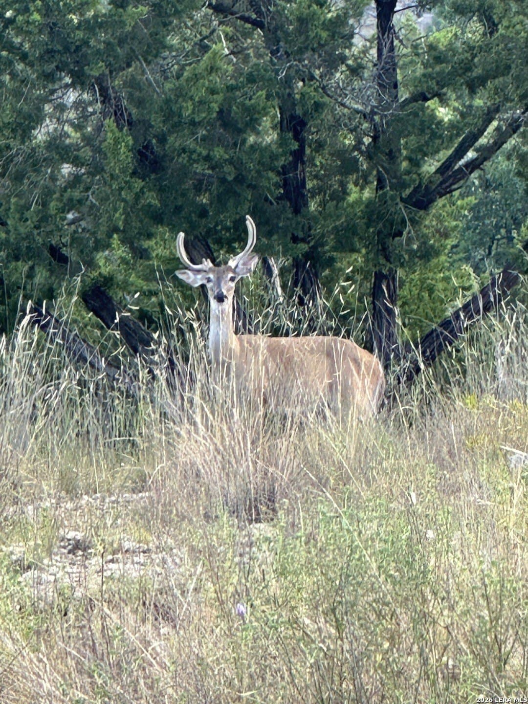 5 acres in Blanco County - photo 29