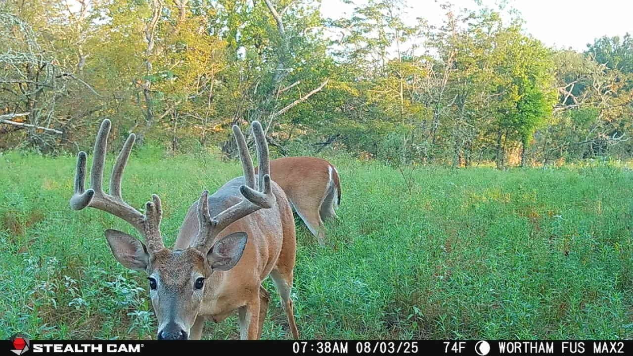 168 acres in Navarro County - photo 8