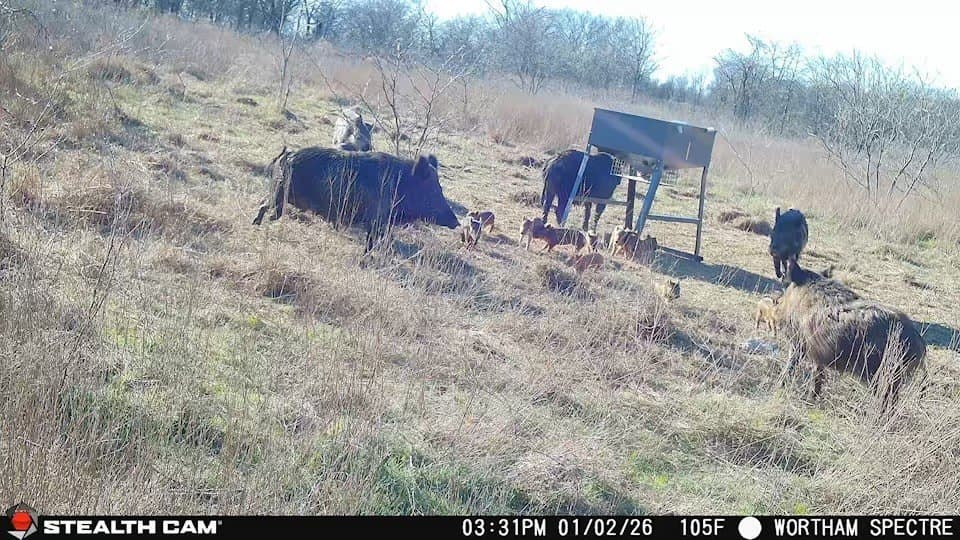 168 acres in Navarro County - photo 37