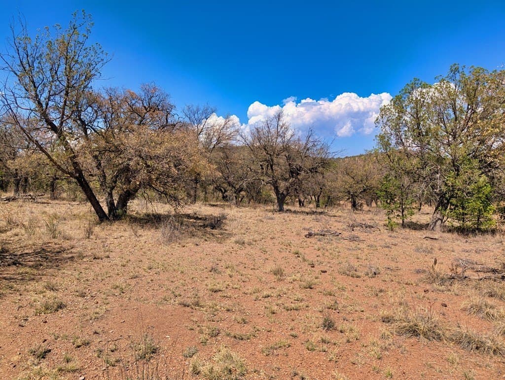 8 acres in Jeff Davis County gallery image 4