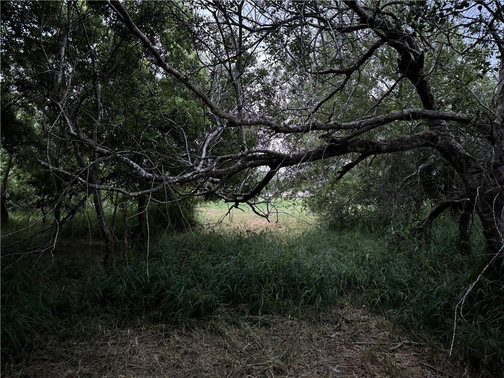 5 acres in Nueces County gallery image 4