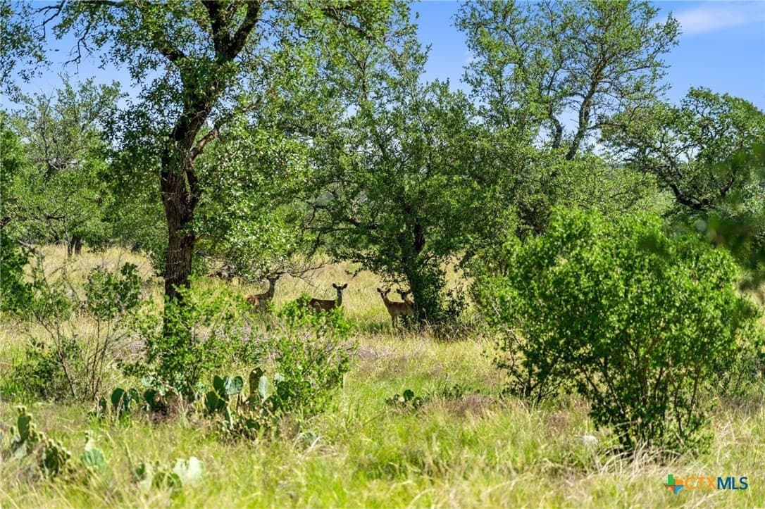 25 acres in Blanco County gallery image 3