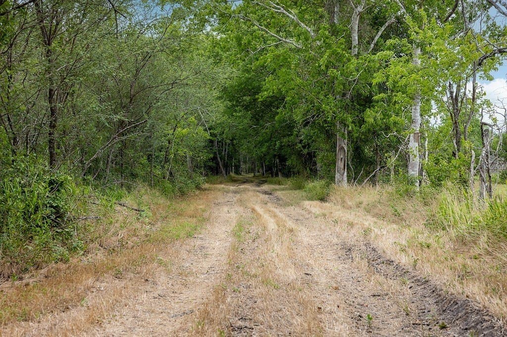 70.9 acres in Austin County - photo 8