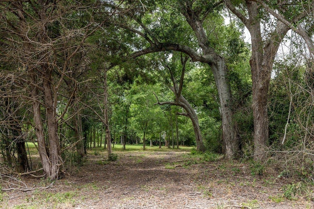 70.9 acres in Austin County - photo 6