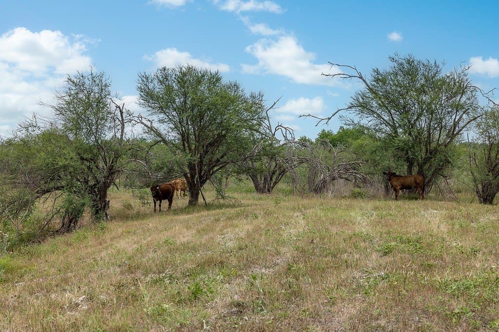 70.9 acres in Austin County - photo 15