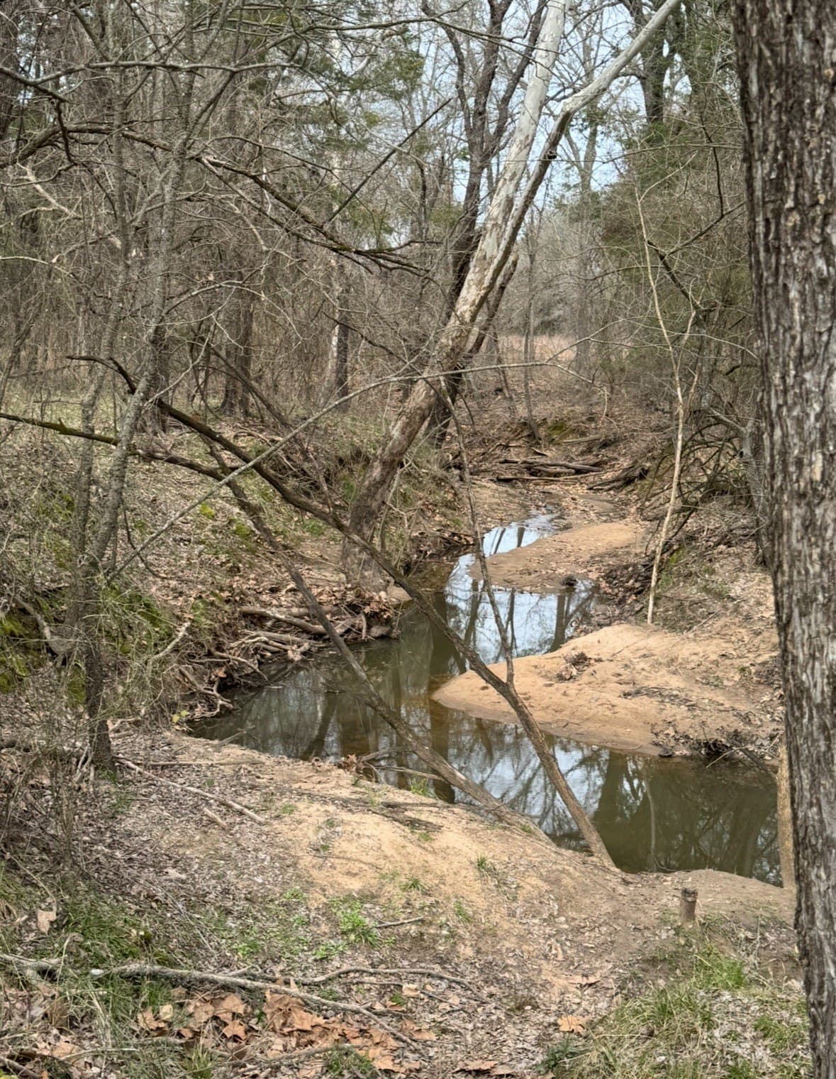 11 acres in Fannin County gallery image 3