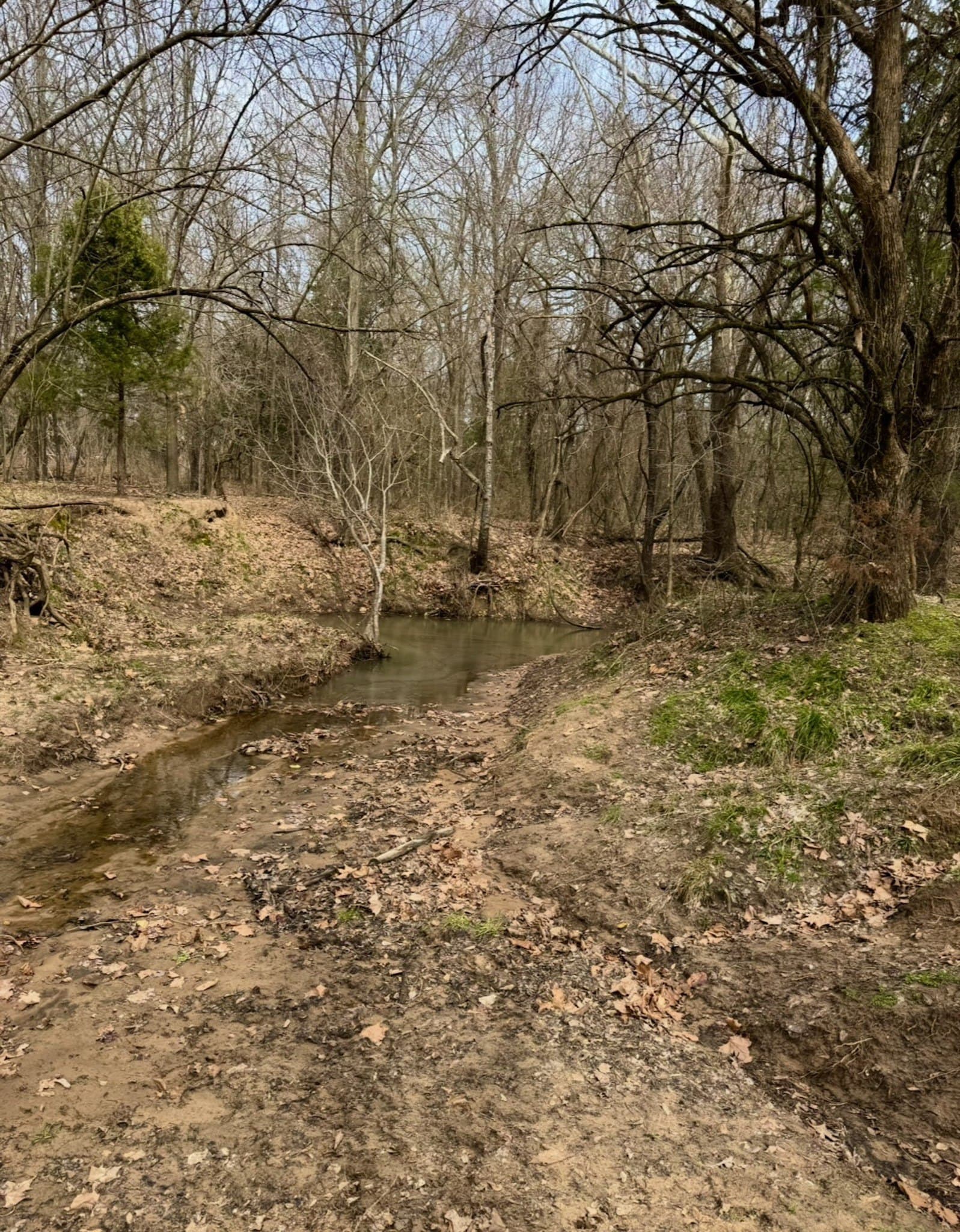 11 acres in Fannin County gallery image 4