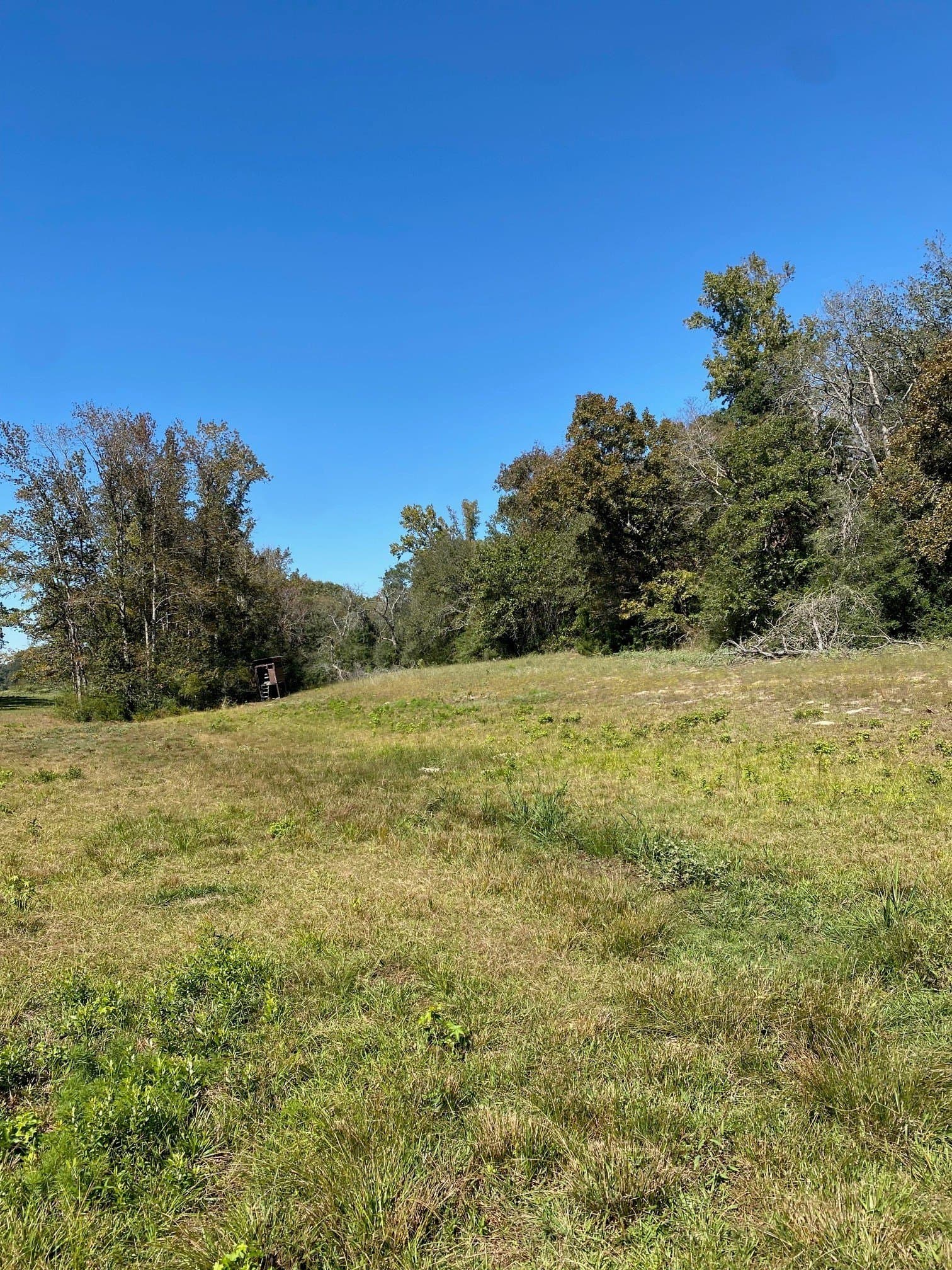 10.6 acres in Leon County - photo 8