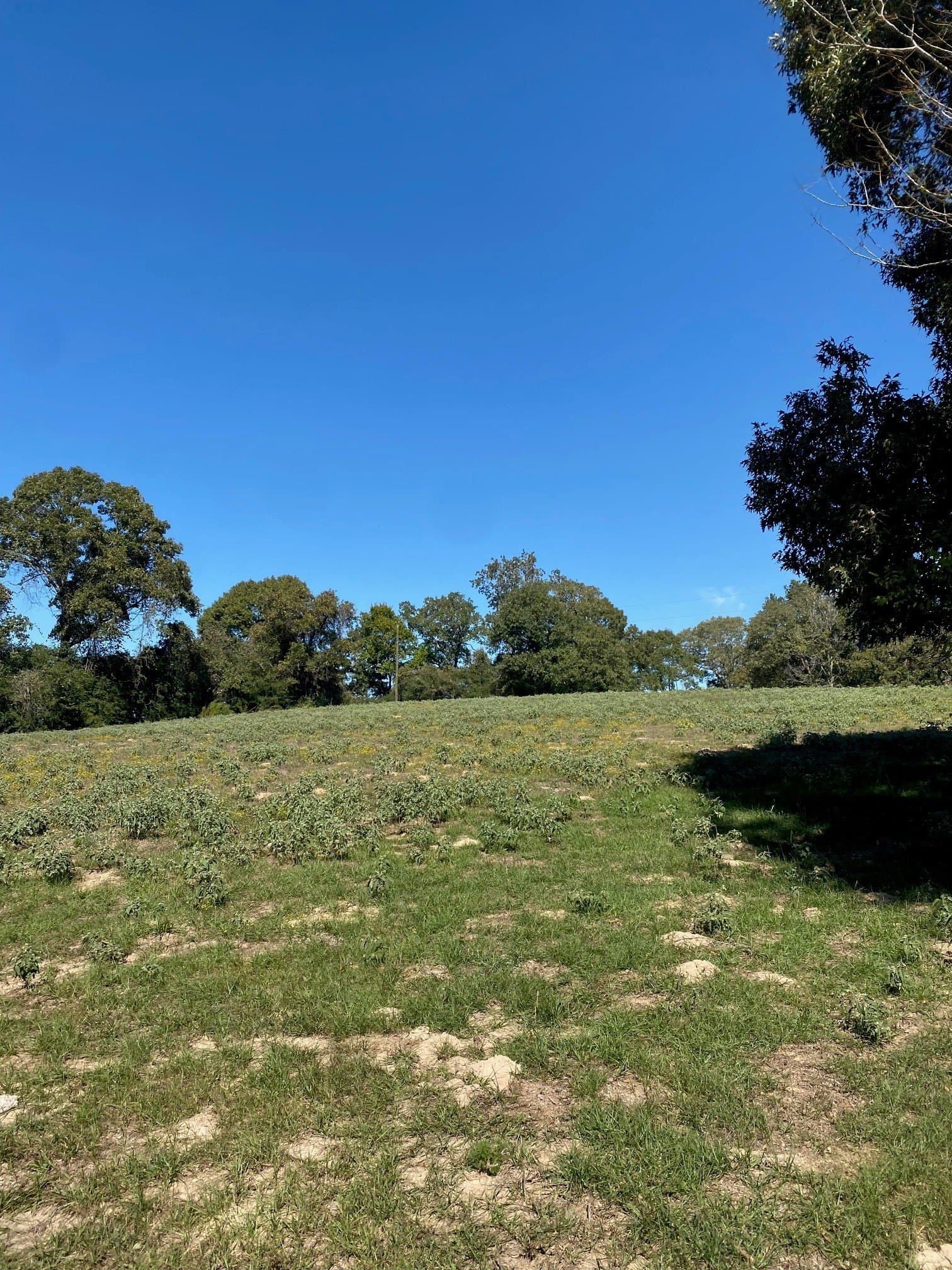 10.6 acres in Leon County - photo 7