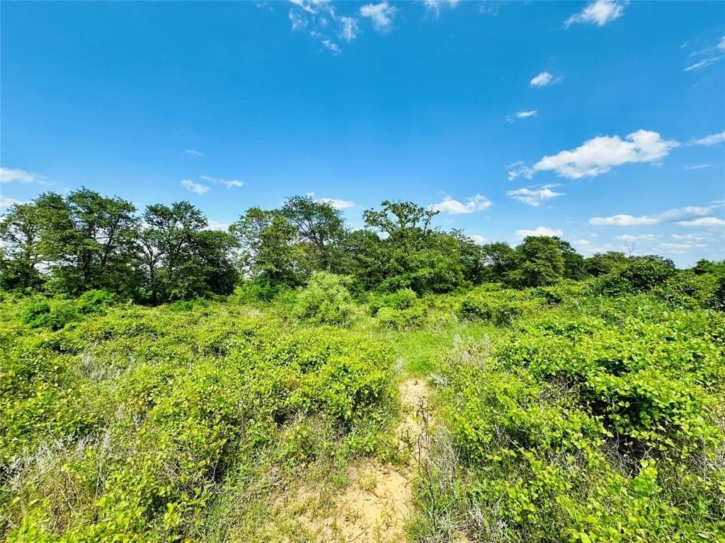 125 acres in Callahan County gallery image 4